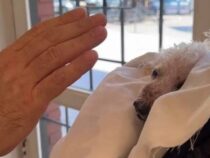 Abschied von Sasha: Ein letzter Segen vor dem Weg über die Regenbogenbrücke