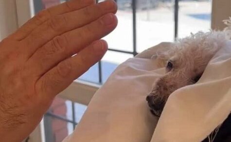 Abschied von Sasha: Ein letzter Segen vor dem Weg über die Regenbogenbrücke