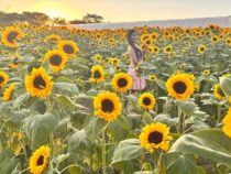 Fotohotspot für Verliebte: Das Sonnenblumenmeer von Cordillera öffnet seine Pforten