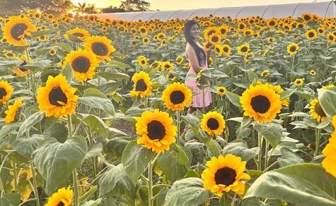 Fotohotspot für Verliebte: Das Sonnenblumenmeer von Cordillera öffnet seine Pforten