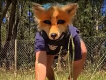 Psychologin warnt vor dem Verlust der menschlichen Verbindung angesichts des Booms der „Therians“