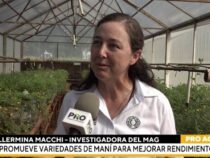 Paraguays Schatz im Boden: Zwei weltweit einzigartige Erdnussarten entdeckt