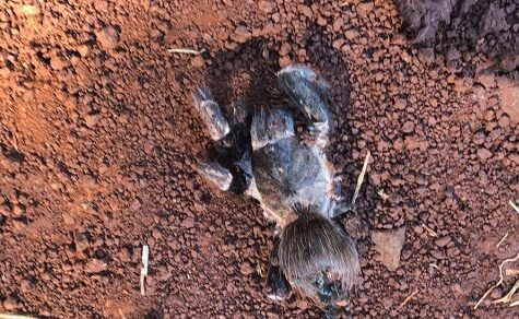 Araneismus: Die tödliche Gefahr durch Giftspinnen in der paraguayischen Kaninchenzucht