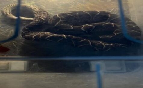 Gefahr aus dem Unterholz: Die Hitzewelle treibt die Schlangen in die Häuser