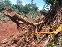 Illegale Rodung bestätigt: Deutschem Auswanderer drohen nach Anzeige horrende Bußgelder