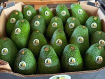 Paraguay exportiert erstmals dieses Jahr 5.000 Kilogramm Avocados nach Argentinien