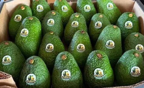 Paraguay exportiert erstmals dieses Jahr 5.000 Kilogramm Avocados nach Argentinien