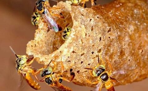 Medizin ohne Stachel: Paraguays heilige Biene und ihr Heilmittel gegen Grauen Star