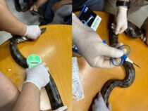 Ein Personalausweis für die Riesenschlange: Anakondas erhalten Mikrochips