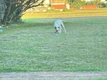 “Morgen könnte es eine Tragödie sein“: Familie warnt nach Zwischenfall mit Kampfhund in beliebtem Park