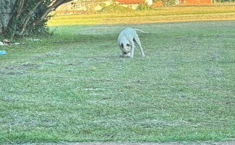 “Morgen könnte es eine Tragödie sein“: Familie warnt nach Zwischenfall mit Kampfhund in beliebtem Park