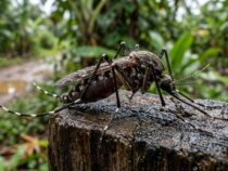 Gigantisch, aber harmlos? Alles, was Sie über die neuen Riesenmücken wissen müssen
