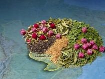 Grünes Gold: Wie Superfoods zum neuen Exportschlager werden könnten