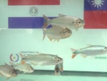 7 kg vs. 20 kg: Warum wir in Zukunft viel mehr Fisch aus heimischer Zucht essen werden