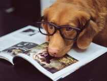 Sollten Kinder in der Schule lernen, wie man Tiere liebt?