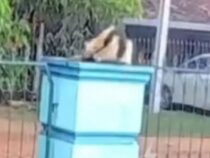 Gefährliche Begegnung: Wenn das Haustier plötzlich auf einen Exoten trifft