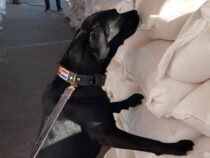 Der Albtraum der Geldschmuggler: Dieser Hund riecht jeden US-Dollar