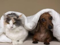 Kalte Pfoten, warmes Herz: Kleine Gesten, die Ihr Tier gesund halten