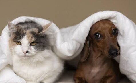 Kalte Pfoten, warmes Herz: Kleine Gesten, die Ihr Tier gesund halten