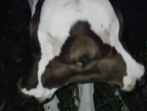 Vier Augen, drei Mäuler: Viral-Hit um Mutanten-Kalb versetzt Anwohner in Panik