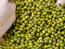 Paraguayische Bohne erobert Thailand und erschließt Geschäftsmöglichkeiten in Höhe von 2 Milliarden US-Dollar