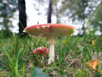 Amanita muscaria: Der bekannteste Pilz und seine unterschätzten Fakten