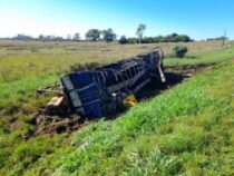 Massenschlachtung an der Fernstraße: 1.000 Menschen stürzen sich auf verunglückte Rinder