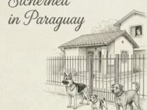 Sicherheit in Paraguay: Klarheit statt Panik – Ein Rückblick auf den Info-Abend