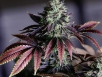 Cannabis Stecklinge verstehen: Vorteile, Auswahl und was Sie beachten sollten