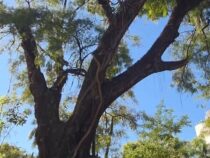 Über 215 Jahre alt: Dieser Baum sah Soldaten in den Kampf ziehen – und er steht immer noch