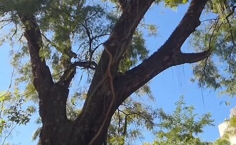 Über 215 Jahre alt: Dieser Baum sah Soldaten in den Kampf ziehen – und er steht immer noch