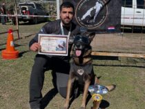 Spürnase und Mut: Wie ein deutscher Schäferhund zum internationalen Champion wurde