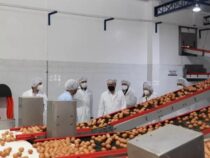 Preiskrieg im Hühnerstall: Wer überlebt das Eier-Überangebot?