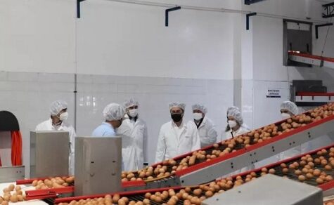 Preiskrieg im Hühnerstall: Wer überlebt das Eier-Überangebot?