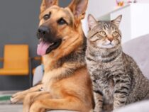 QR-Codes für Hunde und Katzen: So revolutioniert Asunción den Tierschutz