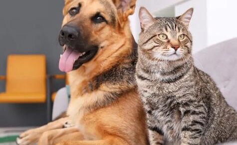 QR-Codes für Hunde und Katzen: So revolutioniert Asunción den Tierschutz