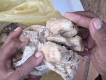 Dinosaurier im Chaco? Mann findet riesiges Gebiss, das aus der Urzeit stammen könnte