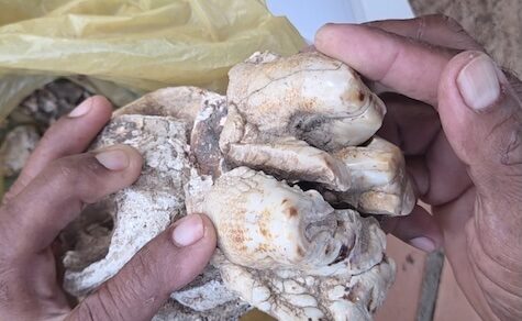 Dinosaurier im Chaco? Mann findet riesiges Gebiss, das aus der Urzeit stammen könnte