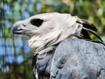 Rückkehr der Giganten: Dieser Raubvogel galt in Paraguay als ausgestorben