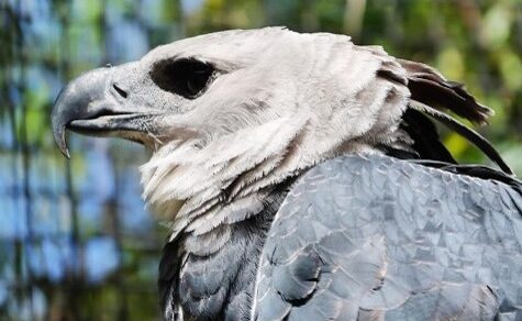 Rückkehr der Giganten: Dieser Raubvogel galt in Paraguay als ausgestorben
