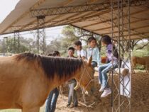 Die Pferdeflüsterer von Neuland: Wie Tiere traumatisierten Kindern das Leben retten