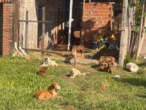 47 Hunde gerettet: Wenn aus gut gemeintem Tierschützern gefährliches “Animal Hoarding“ wird