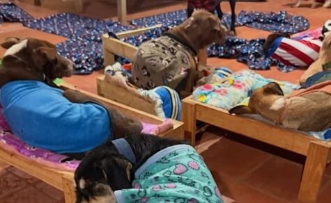 Das Märchen vom “Straßenhund“ – Warum der Mensch das wahre Problem ist