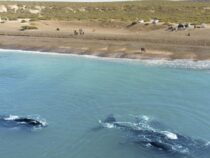 Wale hautnah erleben: Argentiniens spektakulärstes Reiseziel lockt neue Urlauber an
