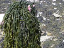 Waffe gegen den Klimawandel: Biostimulanzien aus Meeresalgen gewinnen in der Landwirtschaft an Bedeutung