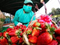 Teurer Genuss: Warum Verbraucher für die ersten Erdbeeren der Saison tief in die Tasche greifen müssen