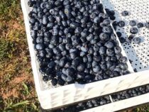 Um der Nachfrage nach Heidelbeeren gerecht zu werden