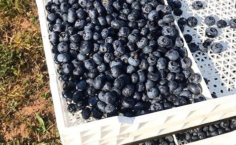 Um der Nachfrage nach Heidelbeeren gerecht zu werden