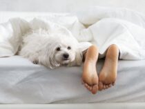 Ist es ungesund, mit dem Haustier im Bett zu schlafen?