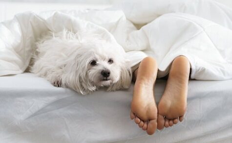 Ist es ungesund, mit dem Haustier im Bett zu schlafen?